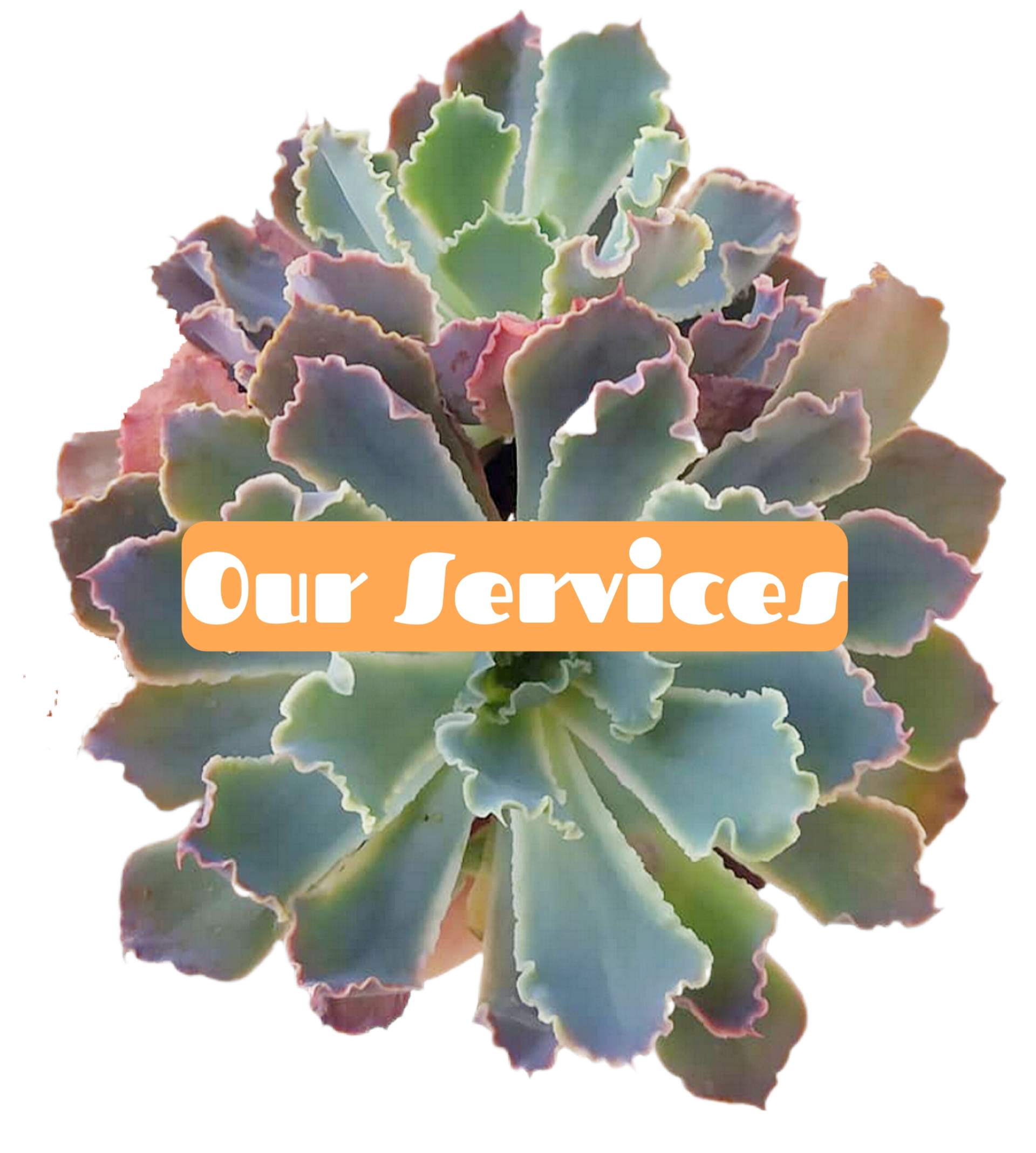 BackgroundEraser_20260409_124442566