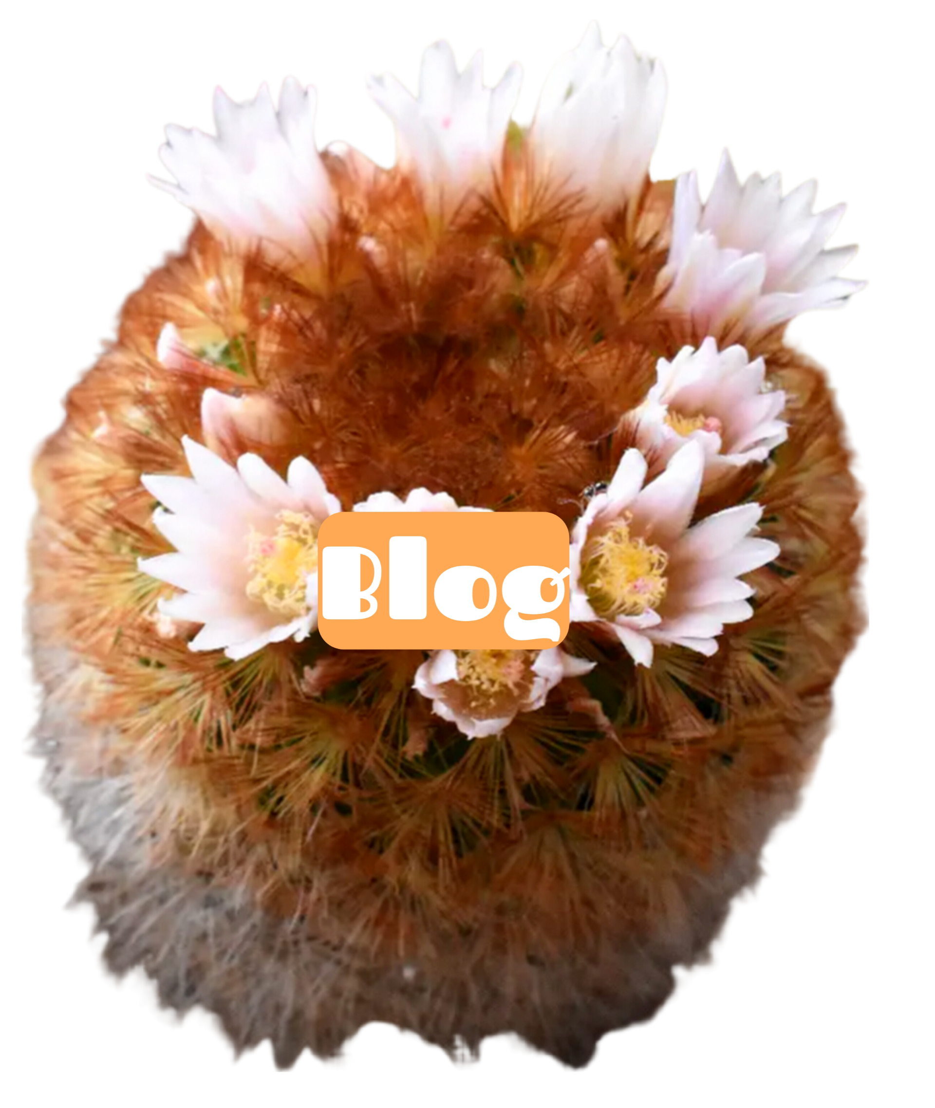 BackgroundEraser_20260409_125806718