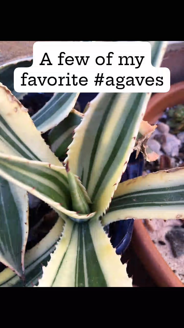 MediterraneanGarden.online