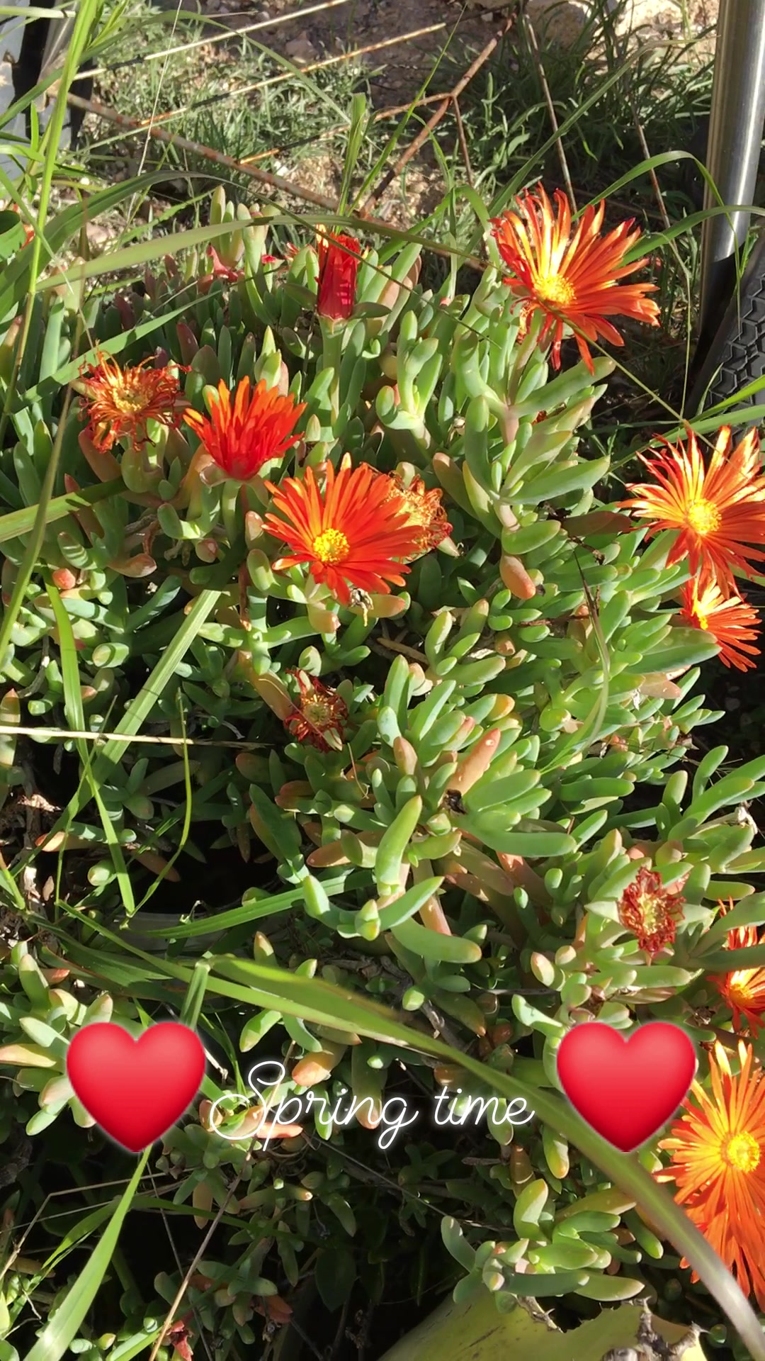 MediterraneanGarden.online