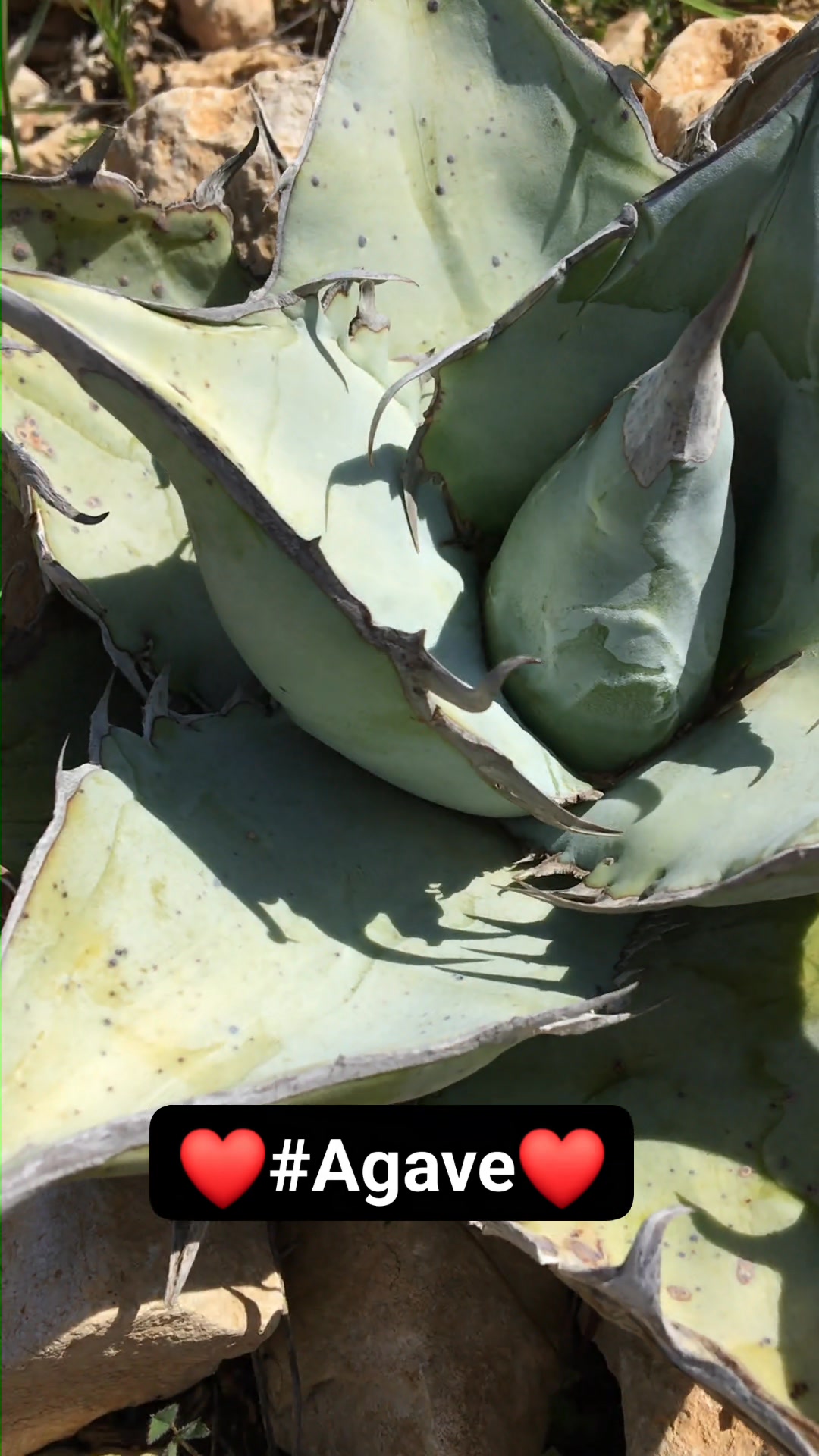 MediterraneanGarden.online