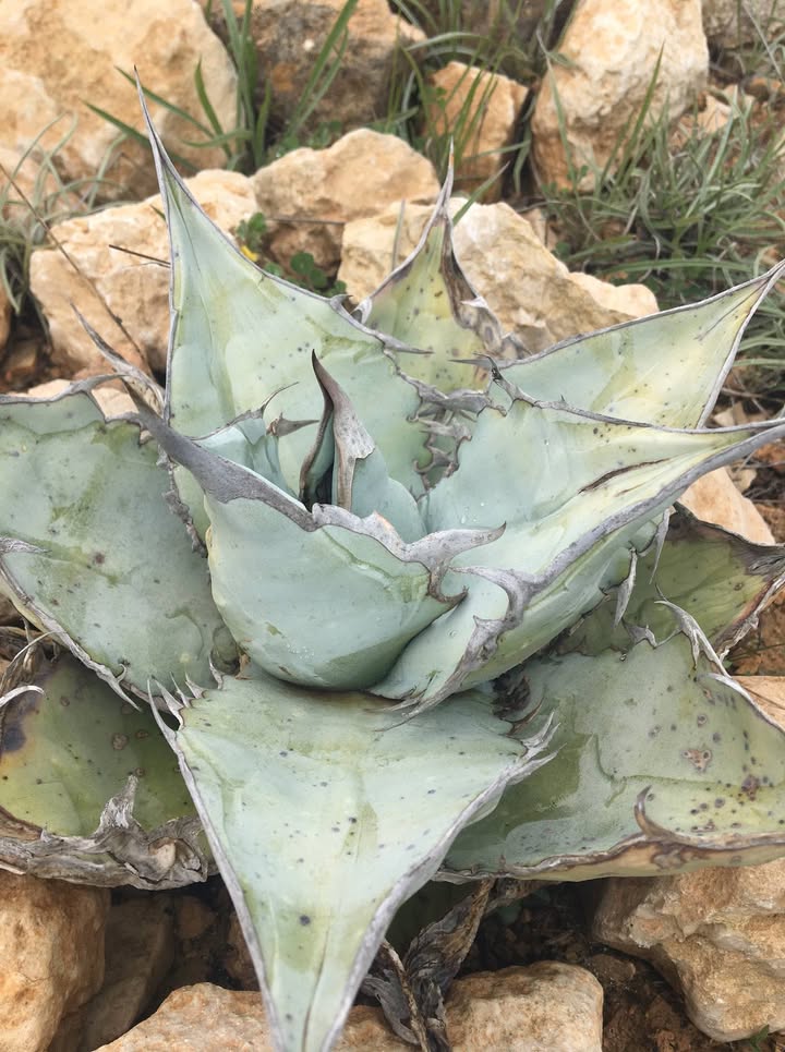 MediterraneanGarden.online