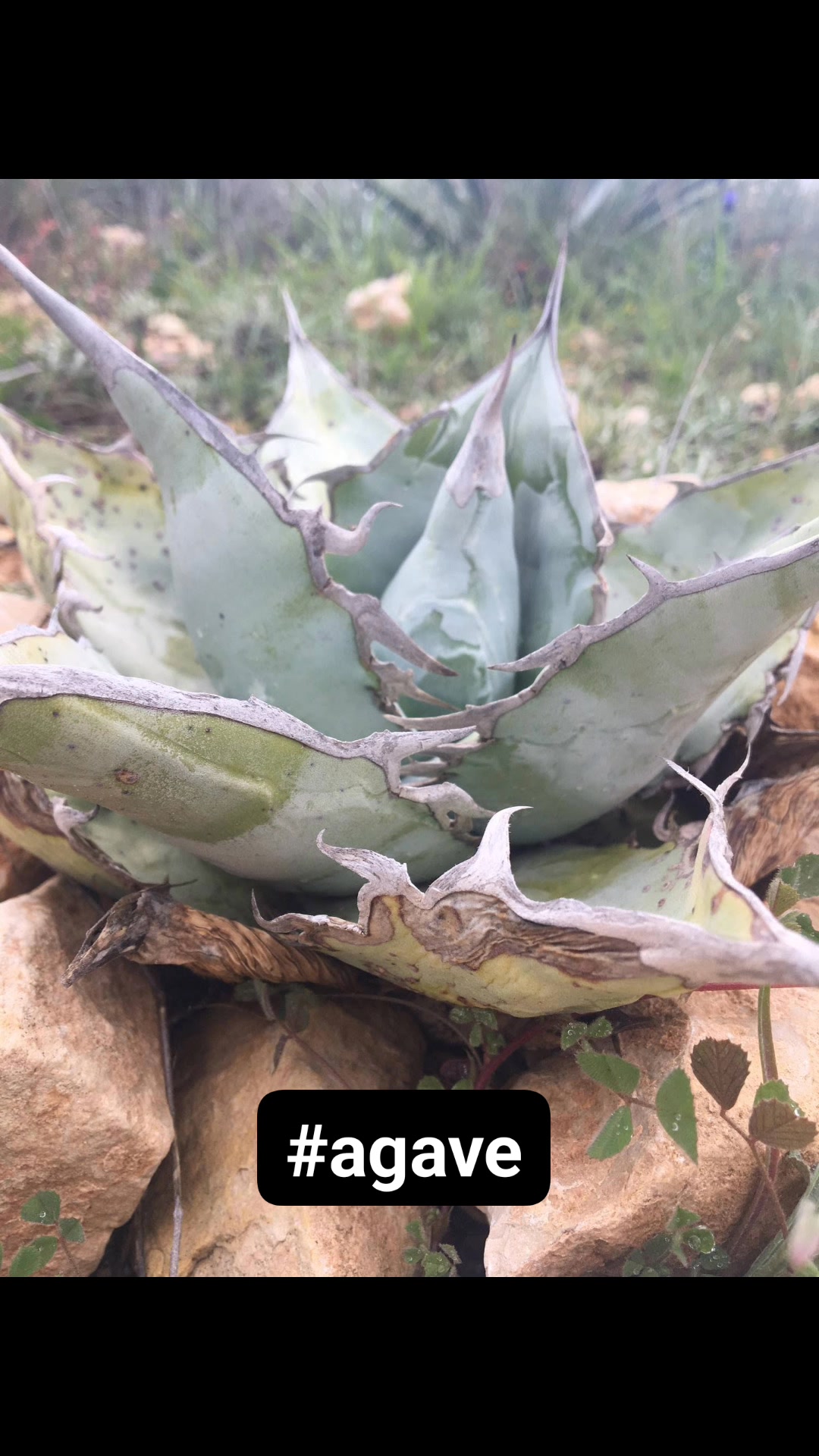 MediterraneanGarden.online