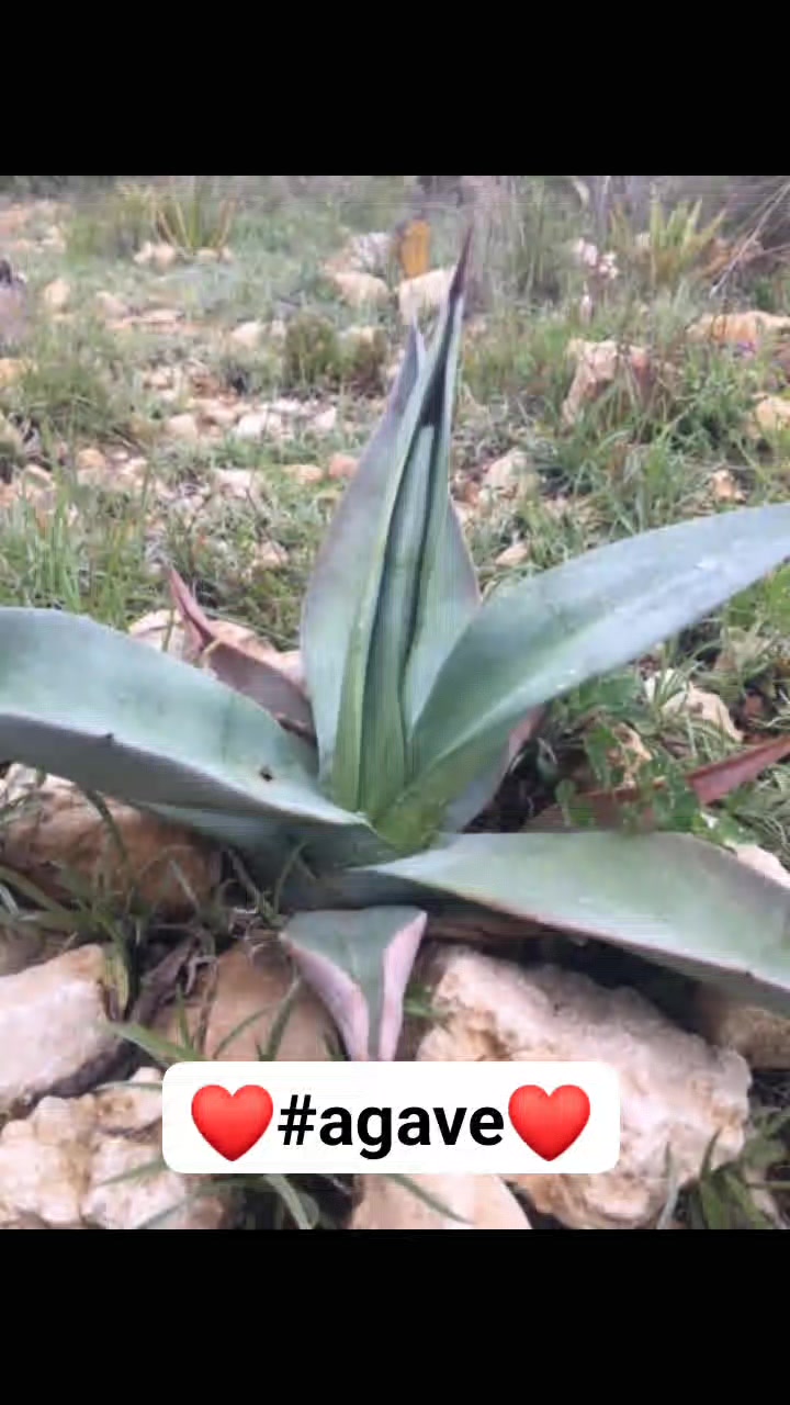 MediterraneanGarden.online