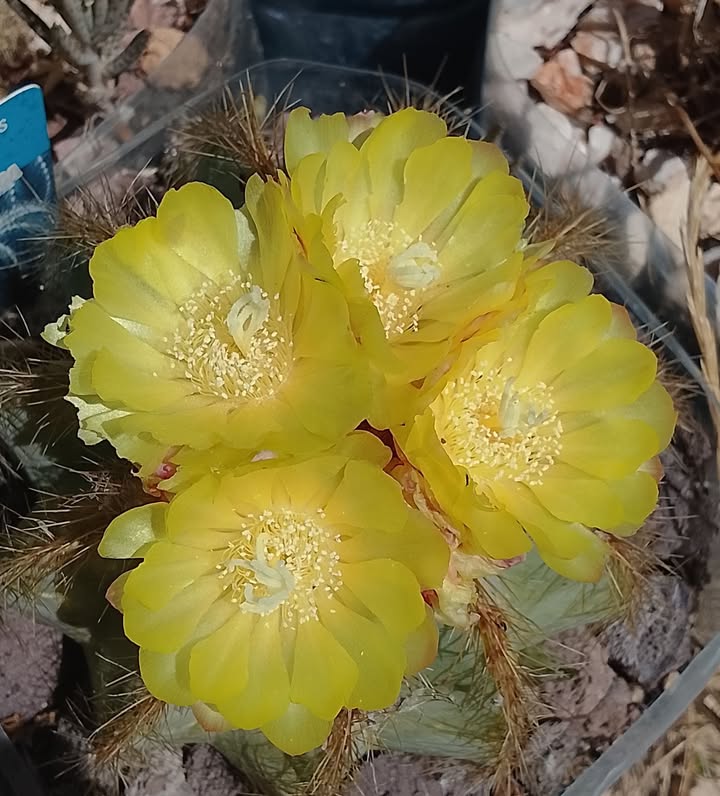 MediterraneanGarden.online