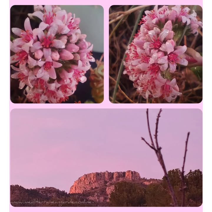 MediterraneanGarden.online