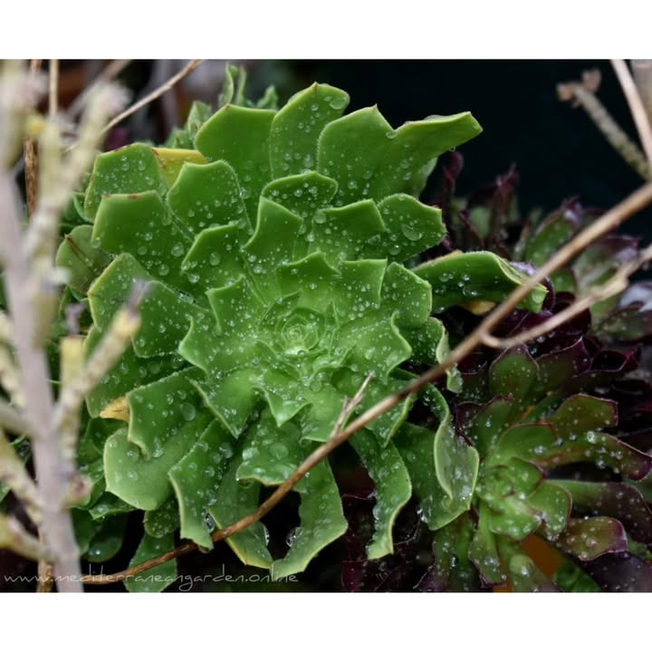 MediterraneanGarden.online