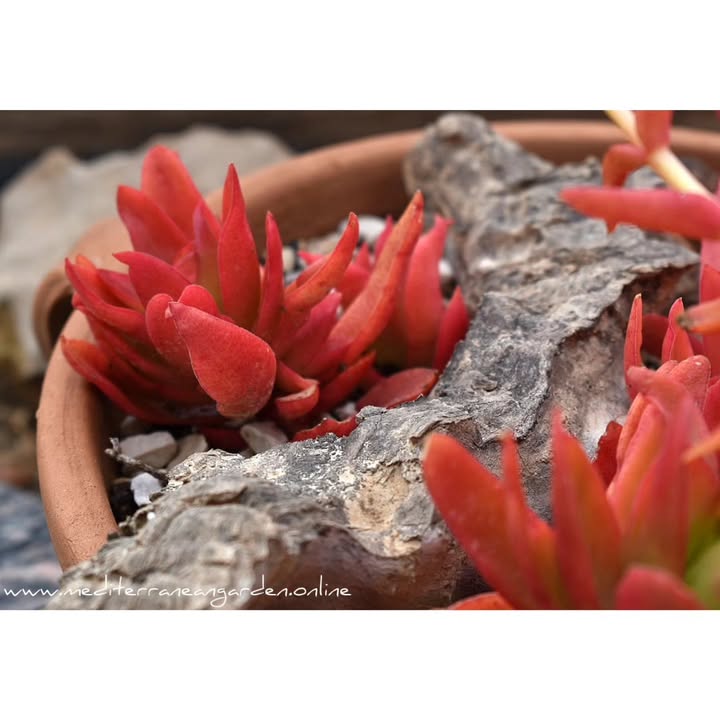 MediterraneanGarden.online