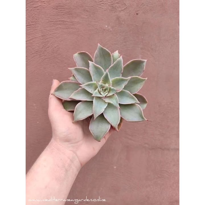 MediterraneanGarden.online